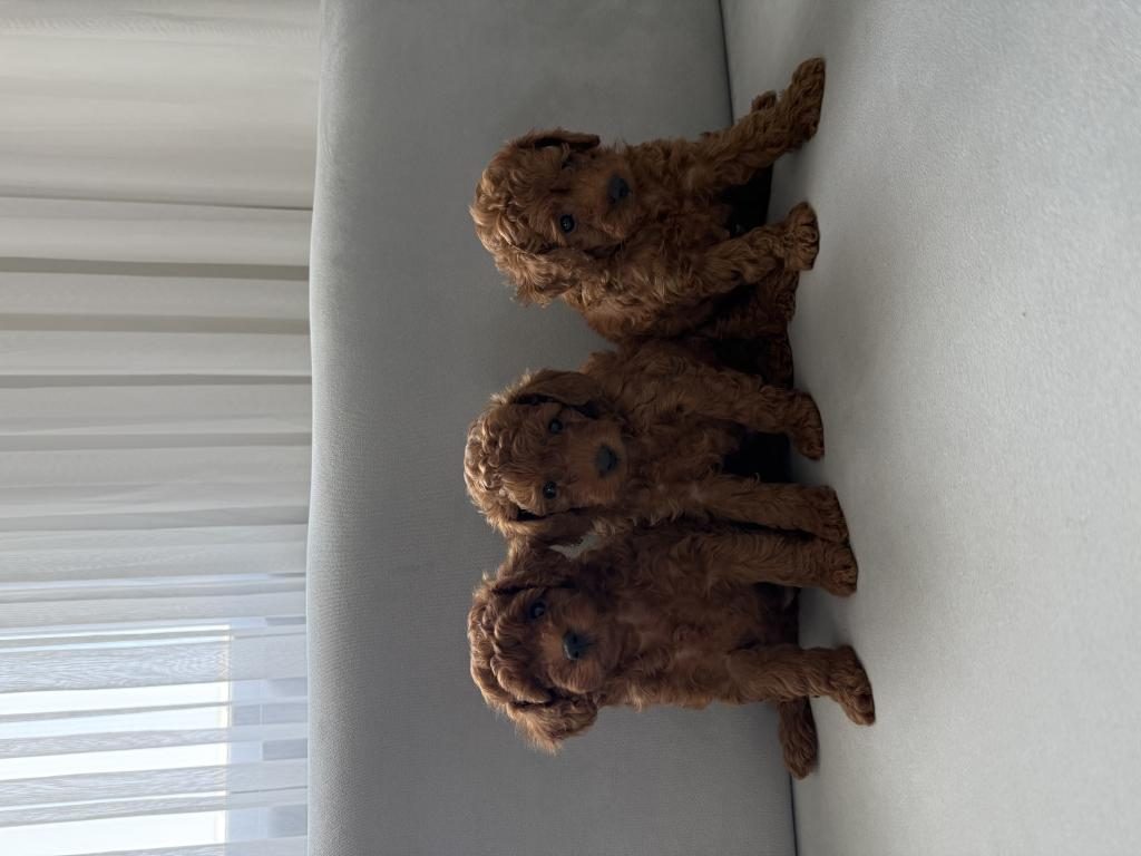 KORE POODLE YAVRULARI