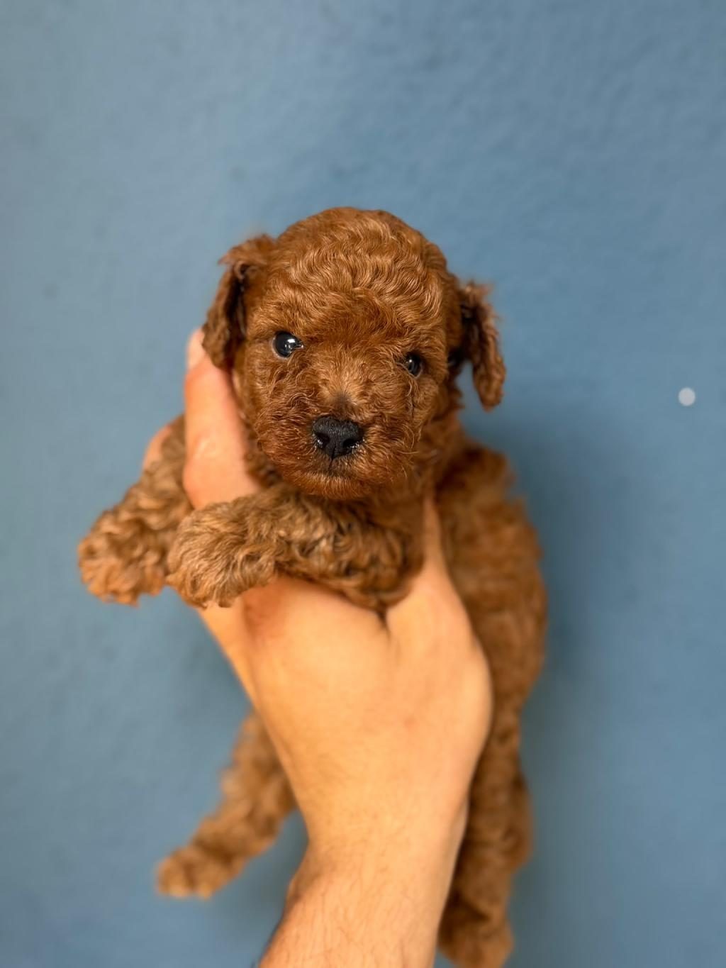 MİNİK PRENSES VE PRENS TOY POODLE YAVRULARIM