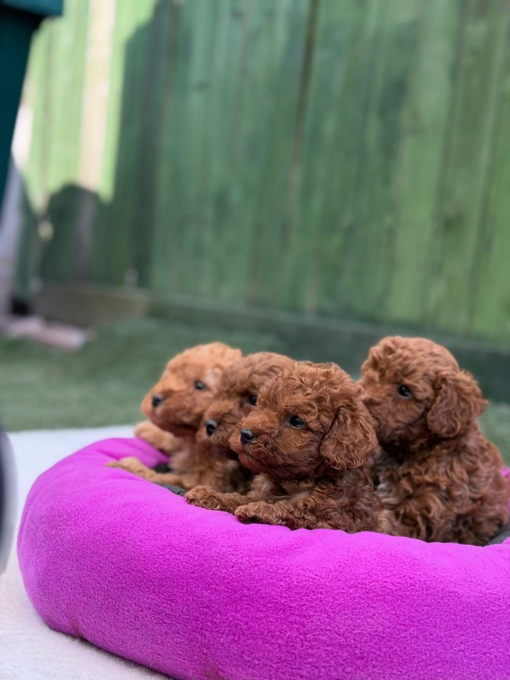 AVUÇ İÇİ KADAR MUTLULUK TOY POODLE YAVRULARIM