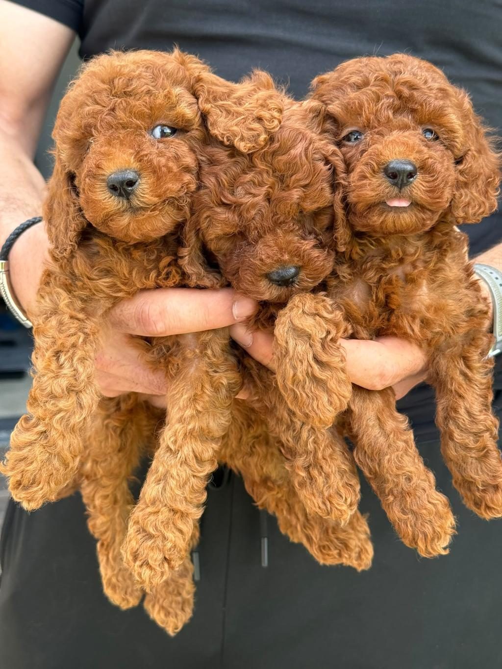 TOY POODLE 2 AYLIK KÖPEĞİMİZ