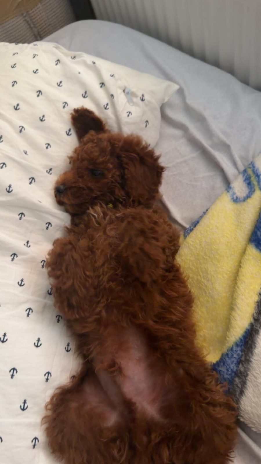 DİŞİ POODLE YAVRULARIMIZ