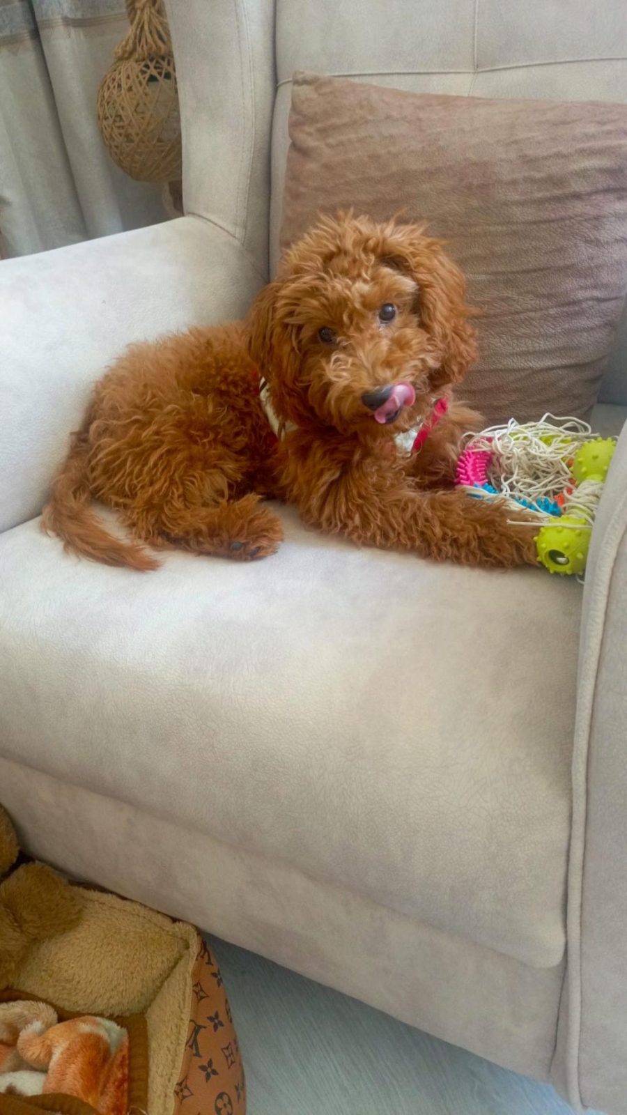 AŞILARI TAM MASRAFSIZ POODLE