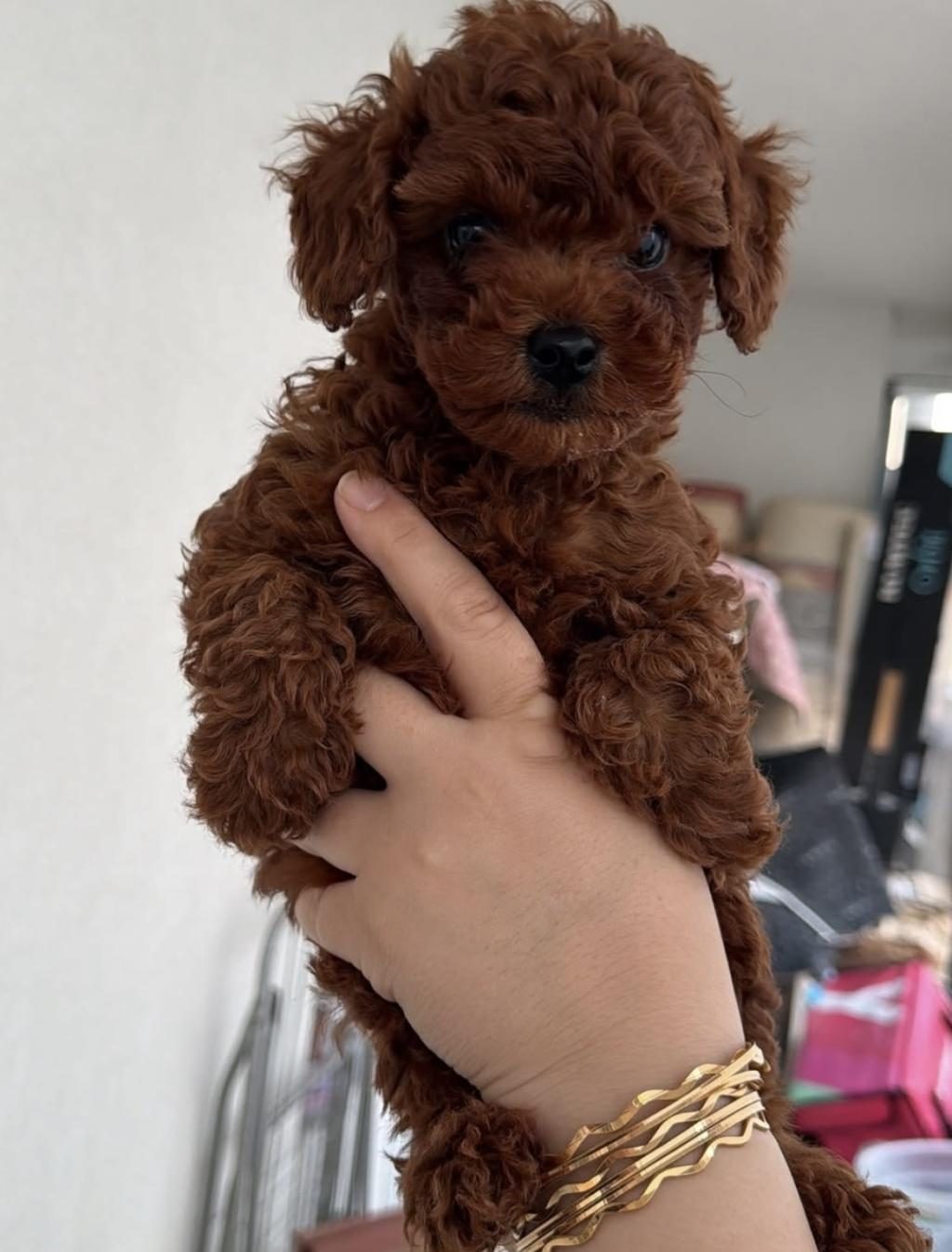TEMAS BAĞIMLISI POODLE YAVRULAR