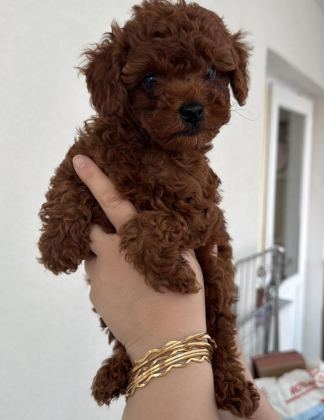 TEMAS BAĞIMLISI POODLE YAVRULAR - Ankara