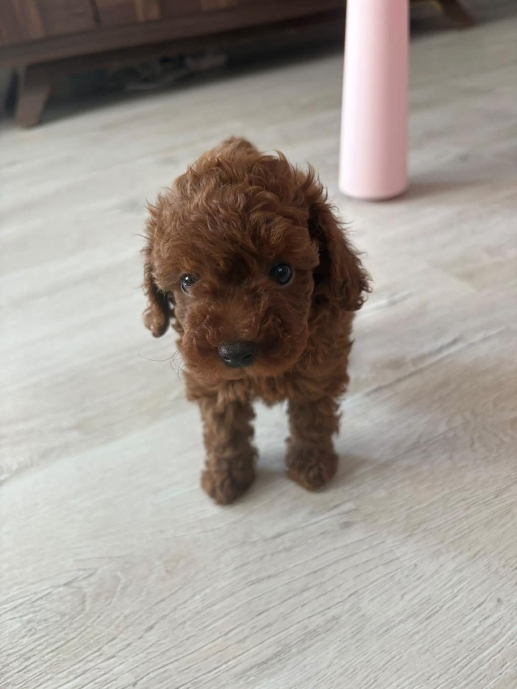 KORE TOY POODLE YAVRUSU