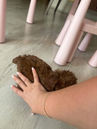 KORE TOY POODLE YAVRUSU - Toy Poodle - İzmir