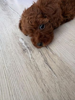 KORE TOY POODLE YAVRUSU - Toy Poodle - İzmir