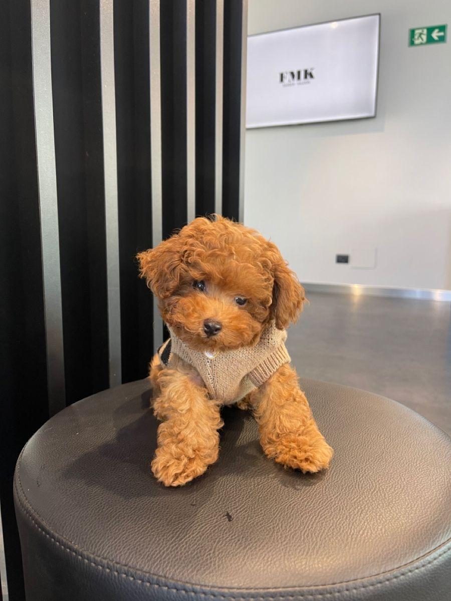 TOY POODLE ORİJİNAL KÖPEKLER