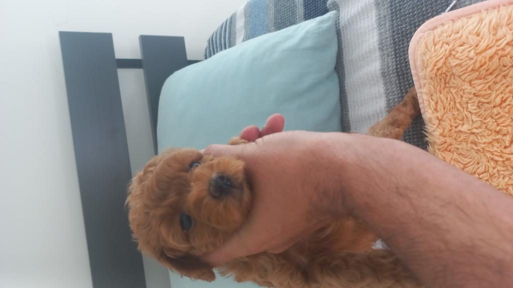 SAĞLIKLI NEŞELİ POODLE YAVRULAR