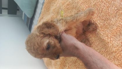 SAĞLIKLI NEŞELİ POODLE YAVRULAR - Toy Poodle - Aydın