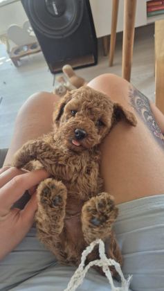 SAFKAN ORJİNAL POODLE - Toy Poodle - İzmir