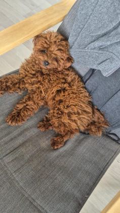 SAFKAN ORJİNAL POODLE - Toy Poodle - İzmir