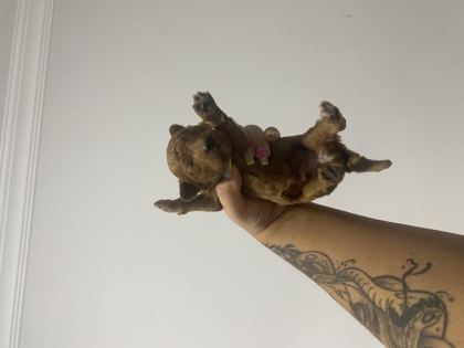 UYGUN VE TATLI - Toy Poodle - Kırklareli