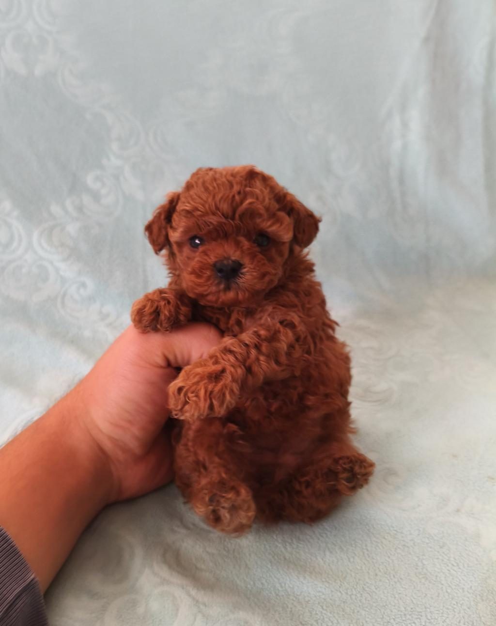 POODLE MİNİŞLERİM