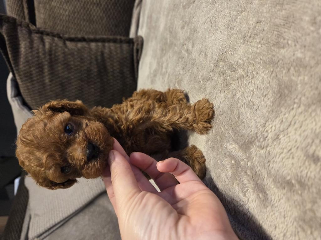 ORJİNAL KORE POODLE