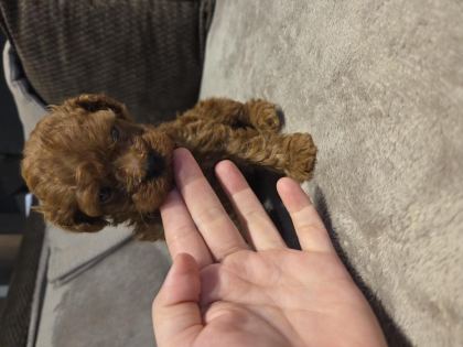 ORJİNAL KORE POODLE - Antalya