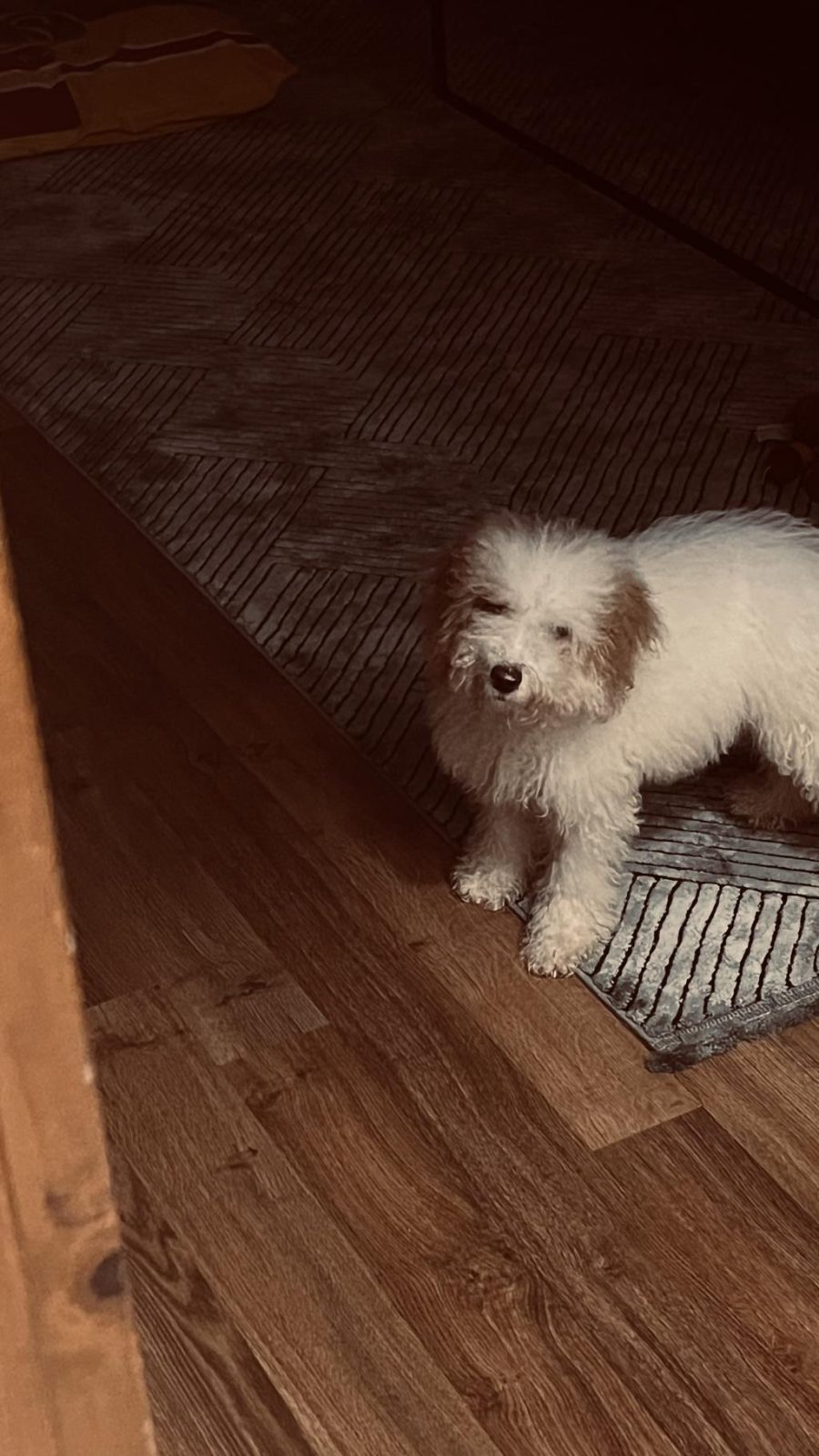 ACİL SAHİPLENDİRİLİYOR POODLE KÖPEĞİMİZ