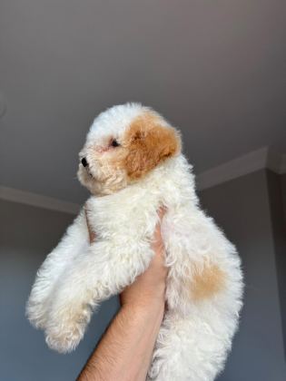ACİL SAHİPLENDİRİLİYOR POODLE KÖPEĞİMİZ - Toy Poodle - İstanbul