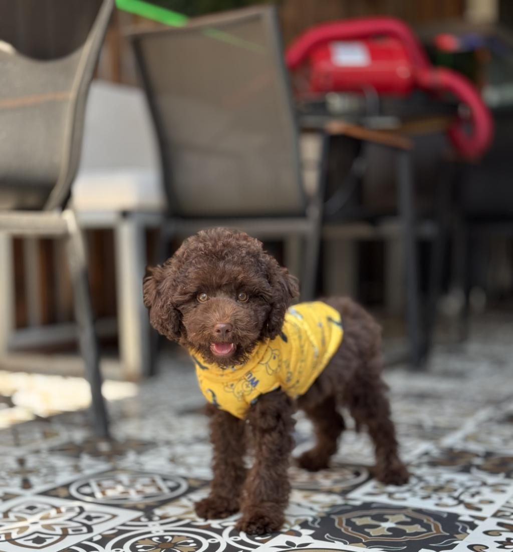ÇİKOLATA TOY POODLE YAVRUMUZ
