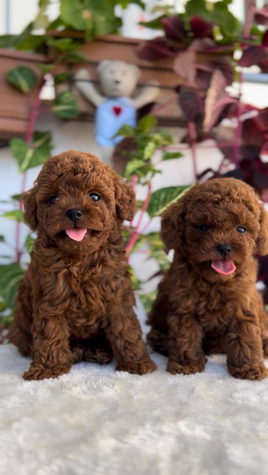 RED BROWN TOY POODLE BEBEKLER