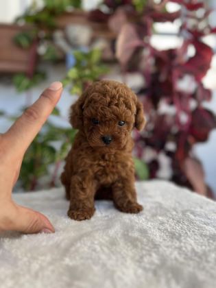 RED BROWN TOY POODLE BEBEKLER - Toy Poodle - İzmir