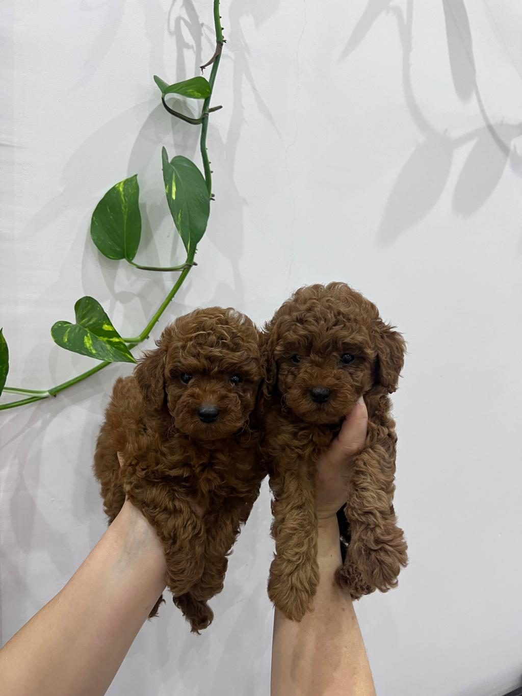 KOREKAN POODLE BEBEKLERİMİZ