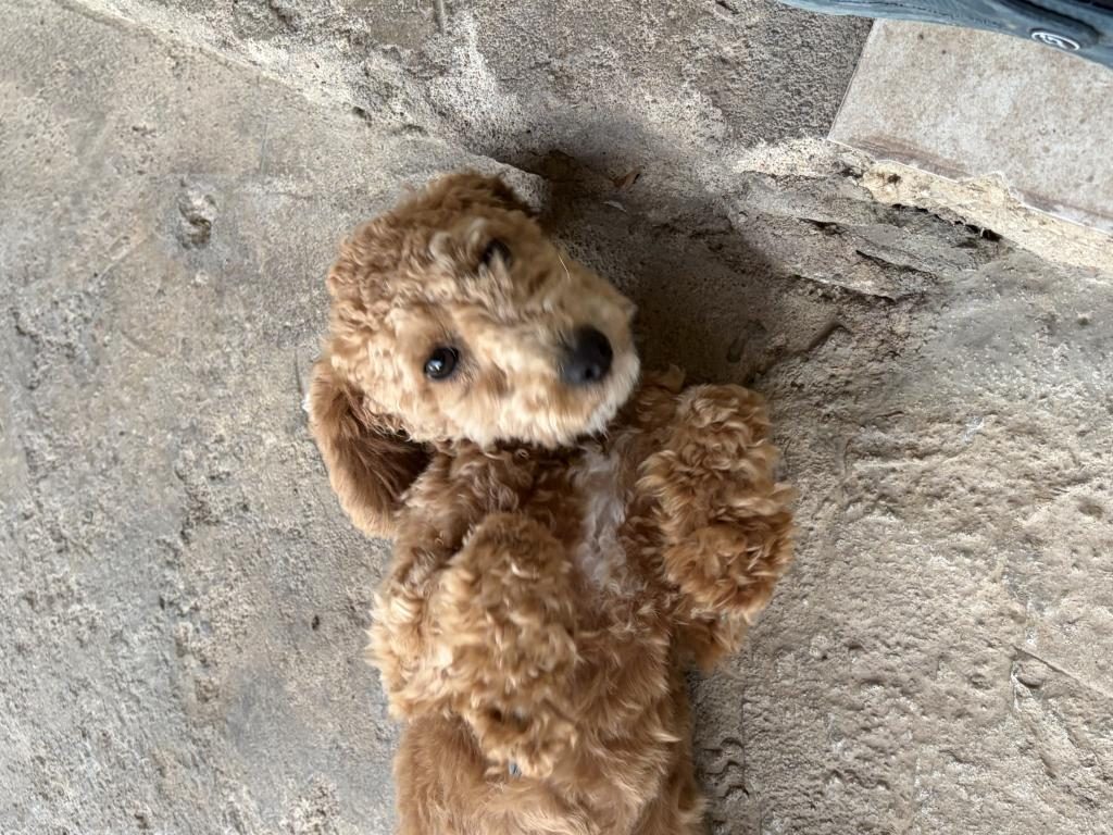 POODLE 5 AYLIK EN MİNİ BOY