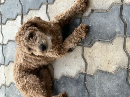 POODLE 5 AYLIK EN MİNİ BOY - Çanakkale