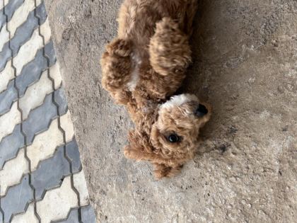 POODLE 5 AYLIK EN MİNİ BOY - Çanakkale