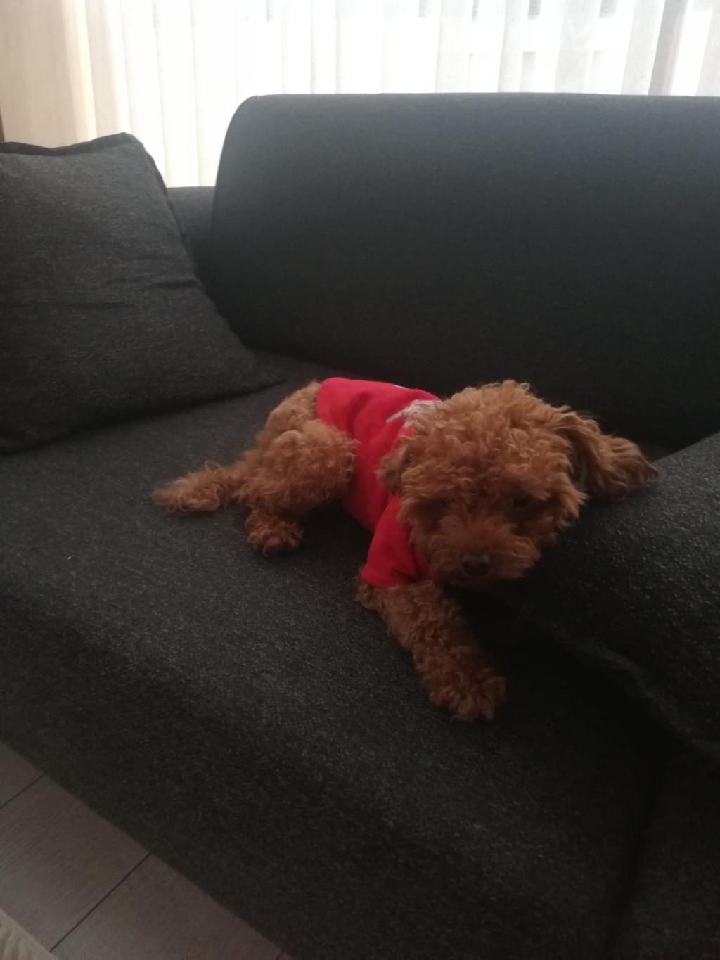 TOY POODLE KÖPEĞİMİZ