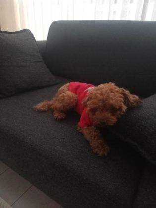 TOY POODLE KÖPEĞİMİZ - Toy Poodle - İstanbul