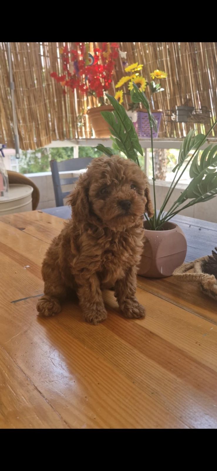 EV ORTAMINDAN KORE KAN TOY POODLE YAVRUSU