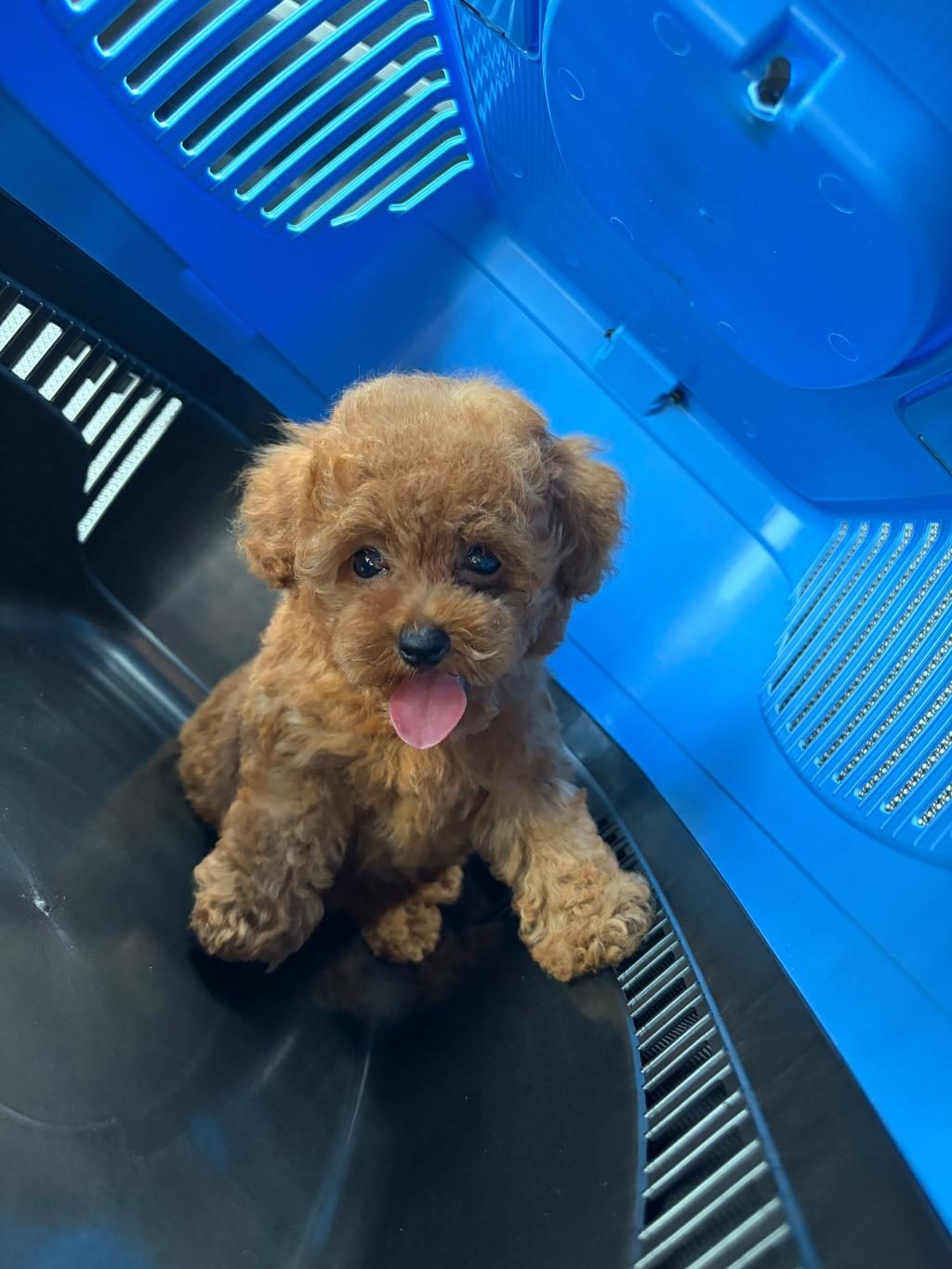 SAĞLIK GARANTİLİ TOY POODLE YAVRULAR