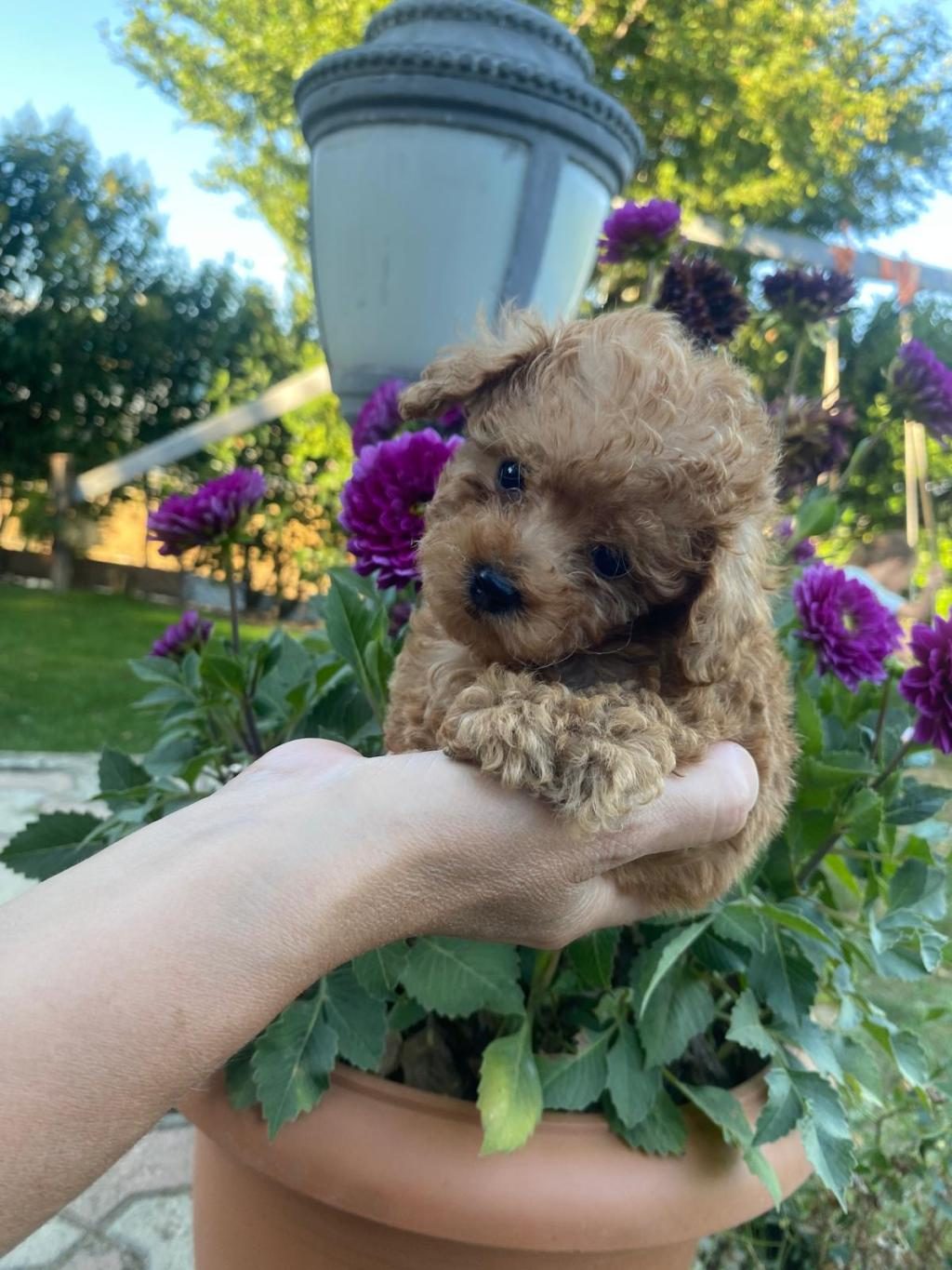 TEACKUP POODLE FİNCAN İÇİ
