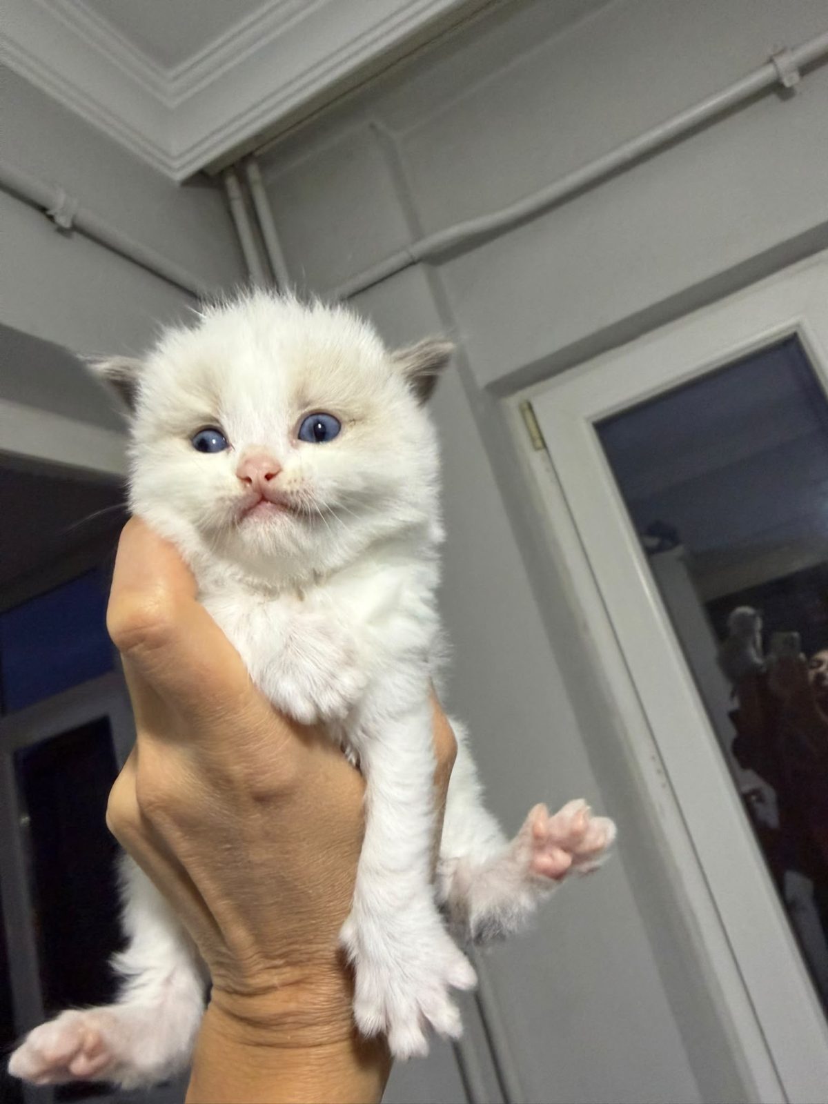 Ragdoll Yavrular