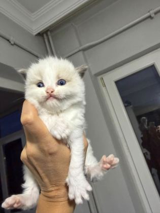 Ragdoll Yavrular - Ragdoll - Kocaeli