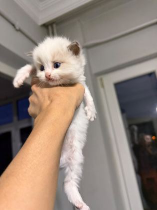 Ragdoll Yavrular - Ragdoll - Kocaeli