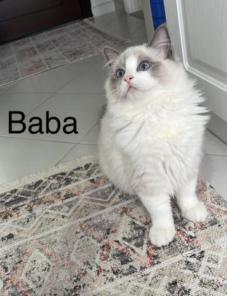 Ragdoll Yavrular - Ragdoll - Kocaeli