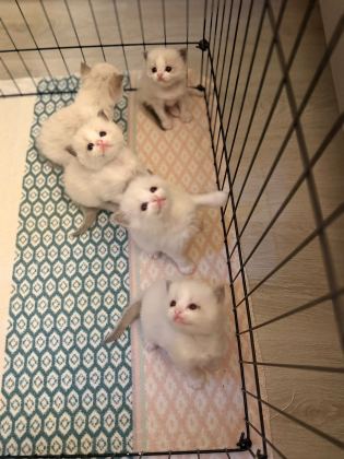 Ragdoll Yavrular - Ragdoll - Kocaeli
