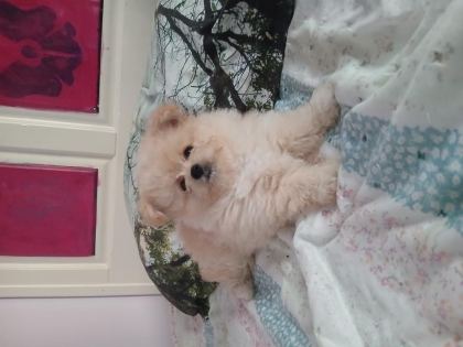 1.5 AYLIK POMERANİAN AYI SURAT SARI TÜYLÜ - Pomeranian Boo - Samsun