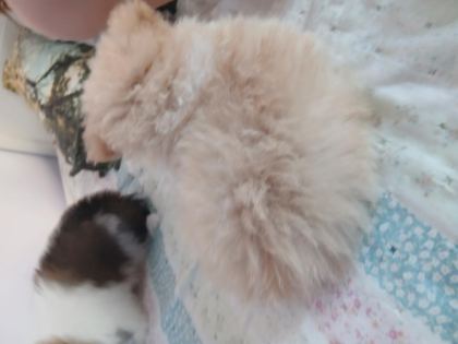 1.5 AYLIK POMERANİAN AYI SURAT SARI TÜYLÜ - Pomeranian Boo - Samsun