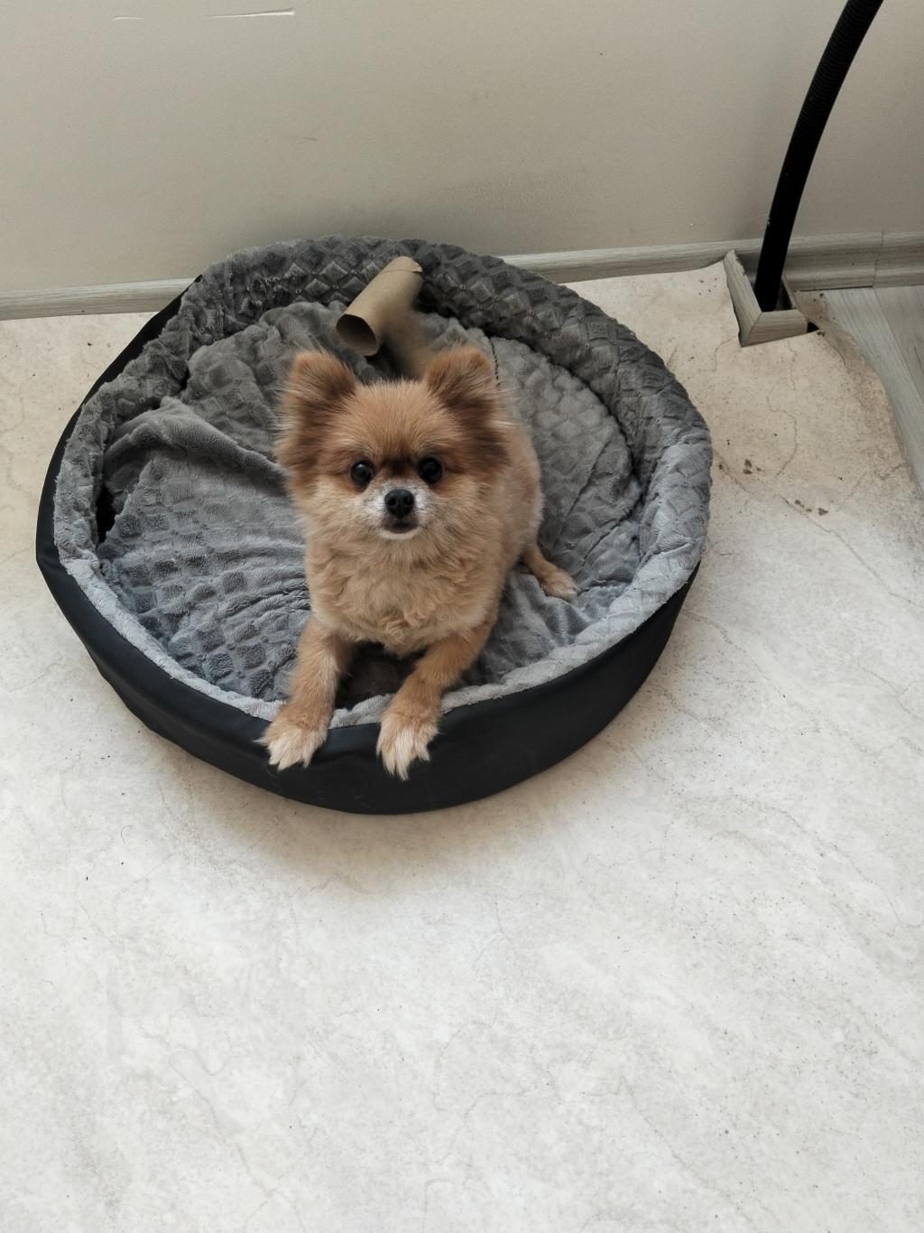 TURUNCU DİŞİ KÖPEĞİMİZ 1 YAŞINDA BU KADAR UYGUNA İMKANSIZ
