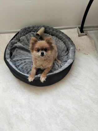 TURUNCU DİŞİ KÖPEĞİMİZ 1 YAŞINDA BU KADAR UYGUNA İMKANSIZ - Pomeranian Boo - Eskişehir