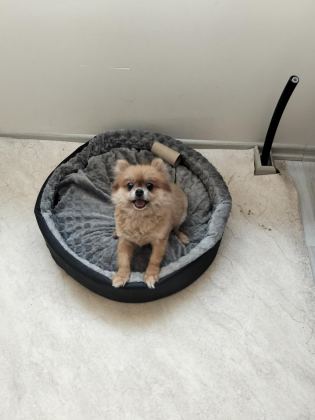 TURUNCU DİŞİ KÖPEĞİMİZ 1 YAŞINDA BU KADAR UYGUNA İMKANSIZ - Pomeranian Boo - Eskişehir