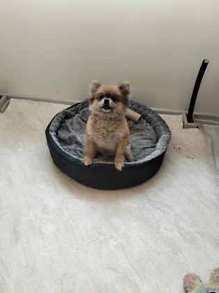TURUNCU DİŞİ KÖPEĞİMİZ 1 YAŞINDA BU KADAR UYGUNA İMKANSIZ - Pomeranian Boo - Eskişehir