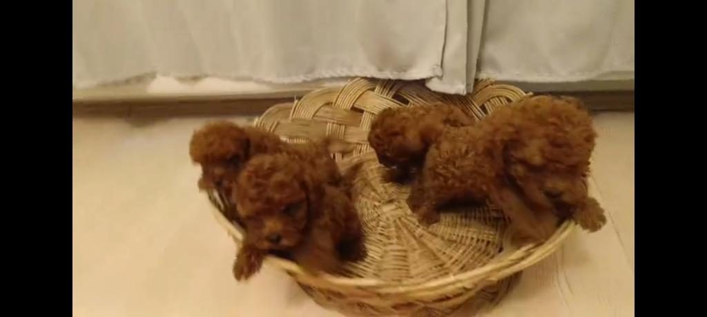 RED BROWN TOY POODLE BEBEKLER YENİ YUVALARINI BEKLİYORLAR