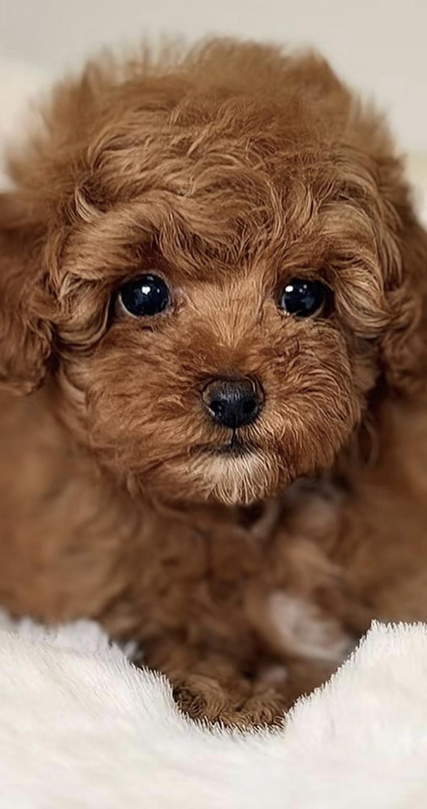 TOY POODLE SAĞLIKLI