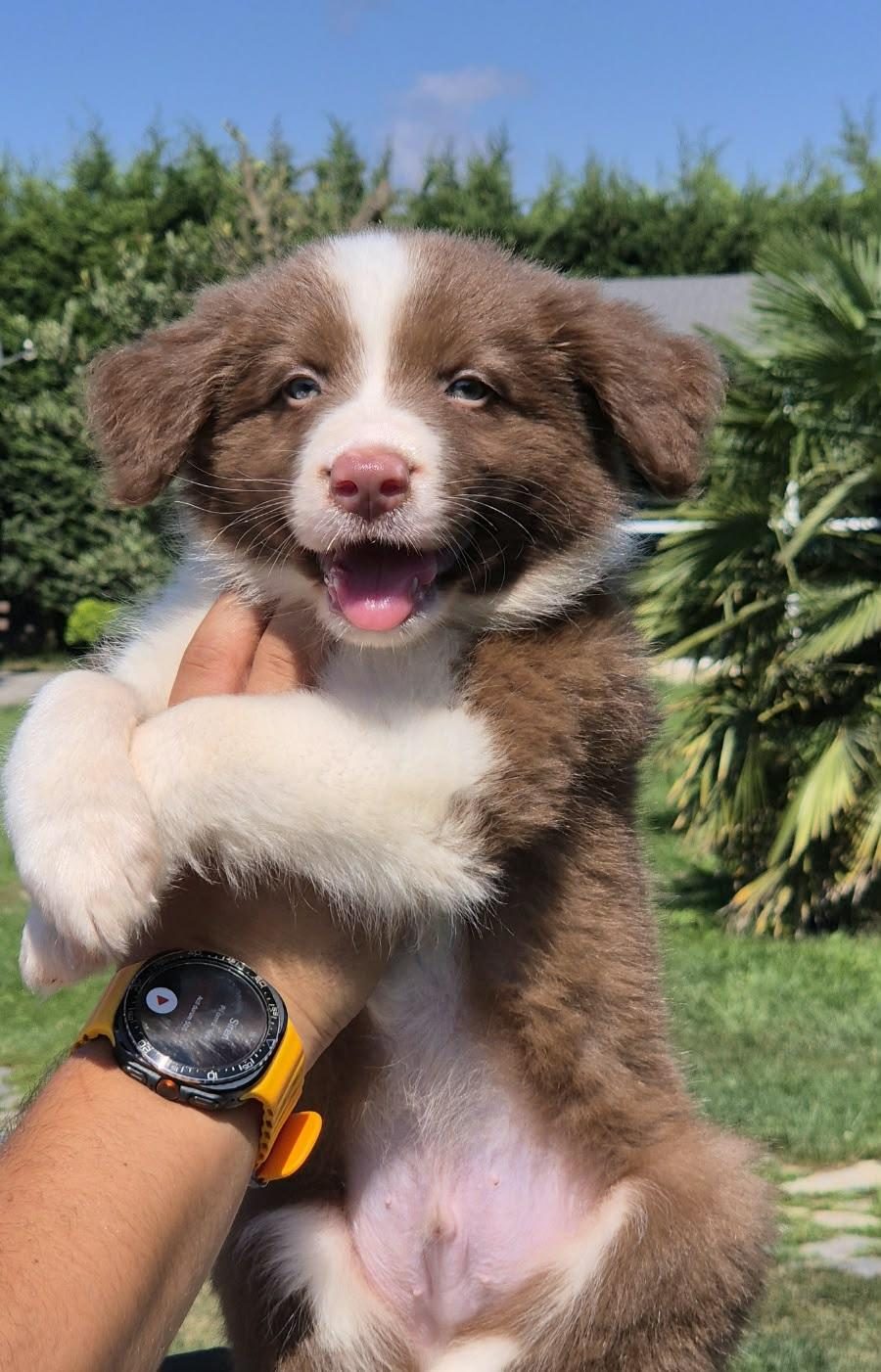 ÜSTÜN ZEKALI AKIL KÜPÜ SİYAH VE KAHVE RENK POODLE