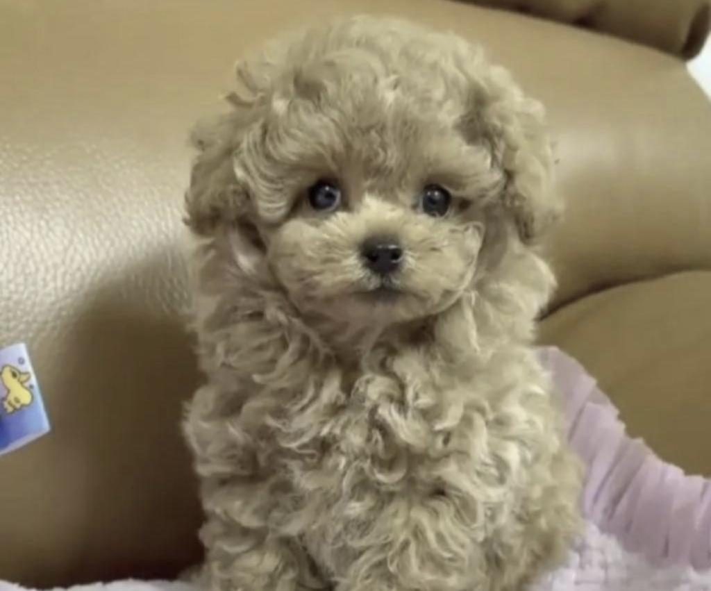 TOY POODLE CİNS YAVRU