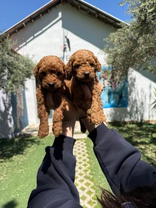 SEÇKİN POODLE YAVRULAR ZİYARETE AÇIK AŞILI - Toy Poodle - Muğla